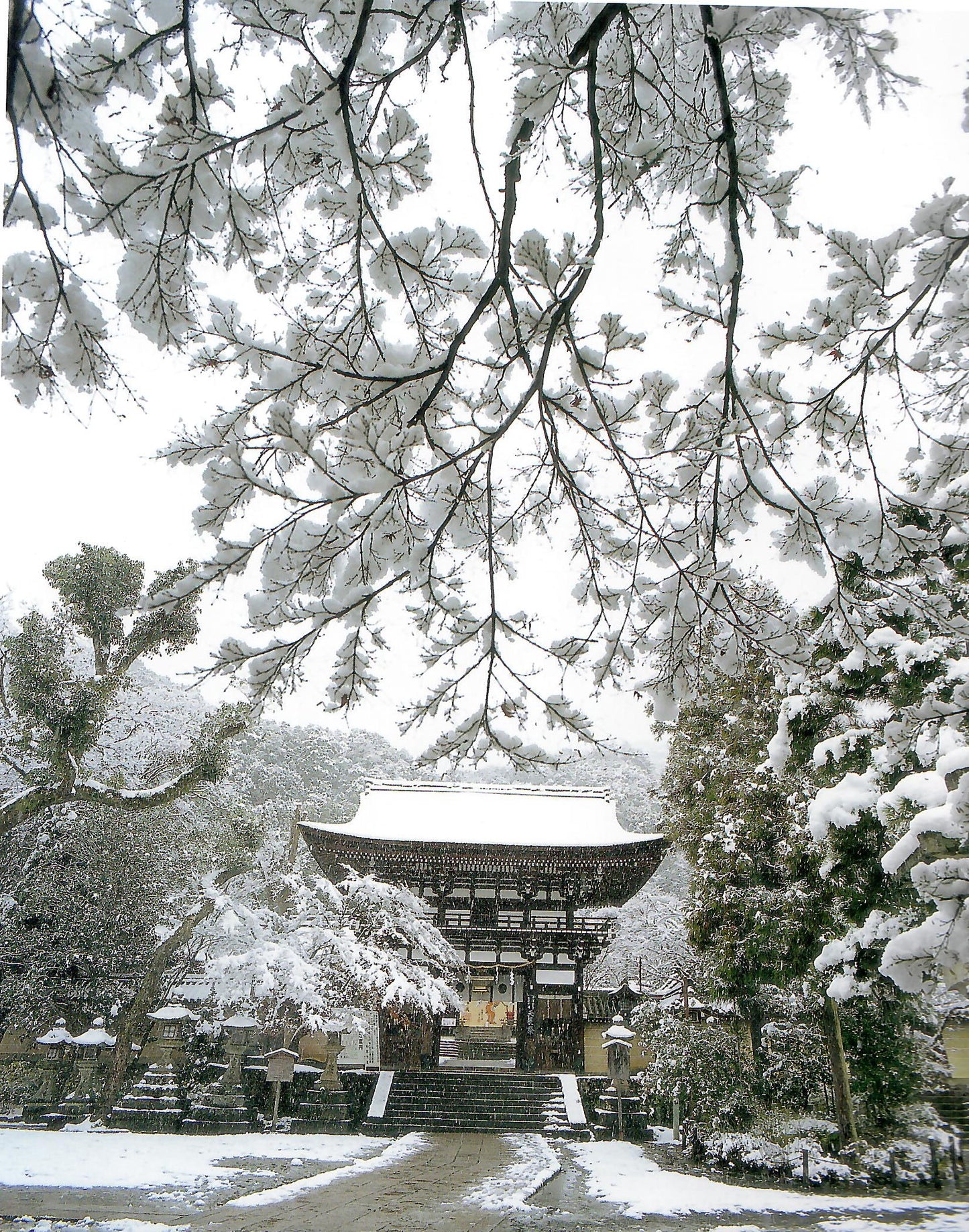 松尾大社の四季 MATSUNOO Grand Shrine through the four seasons