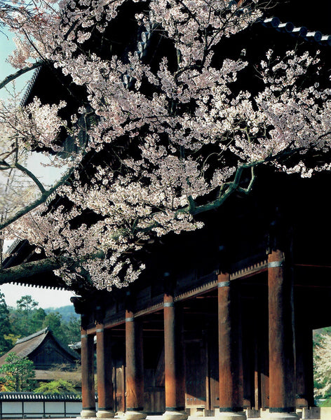 南禅寺の四季 NANZENJI Temple through the four seasons