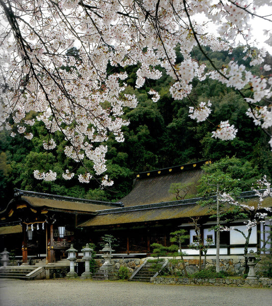 松尾大社の四季  MATSUNOO Grand Shrine through the four seasons